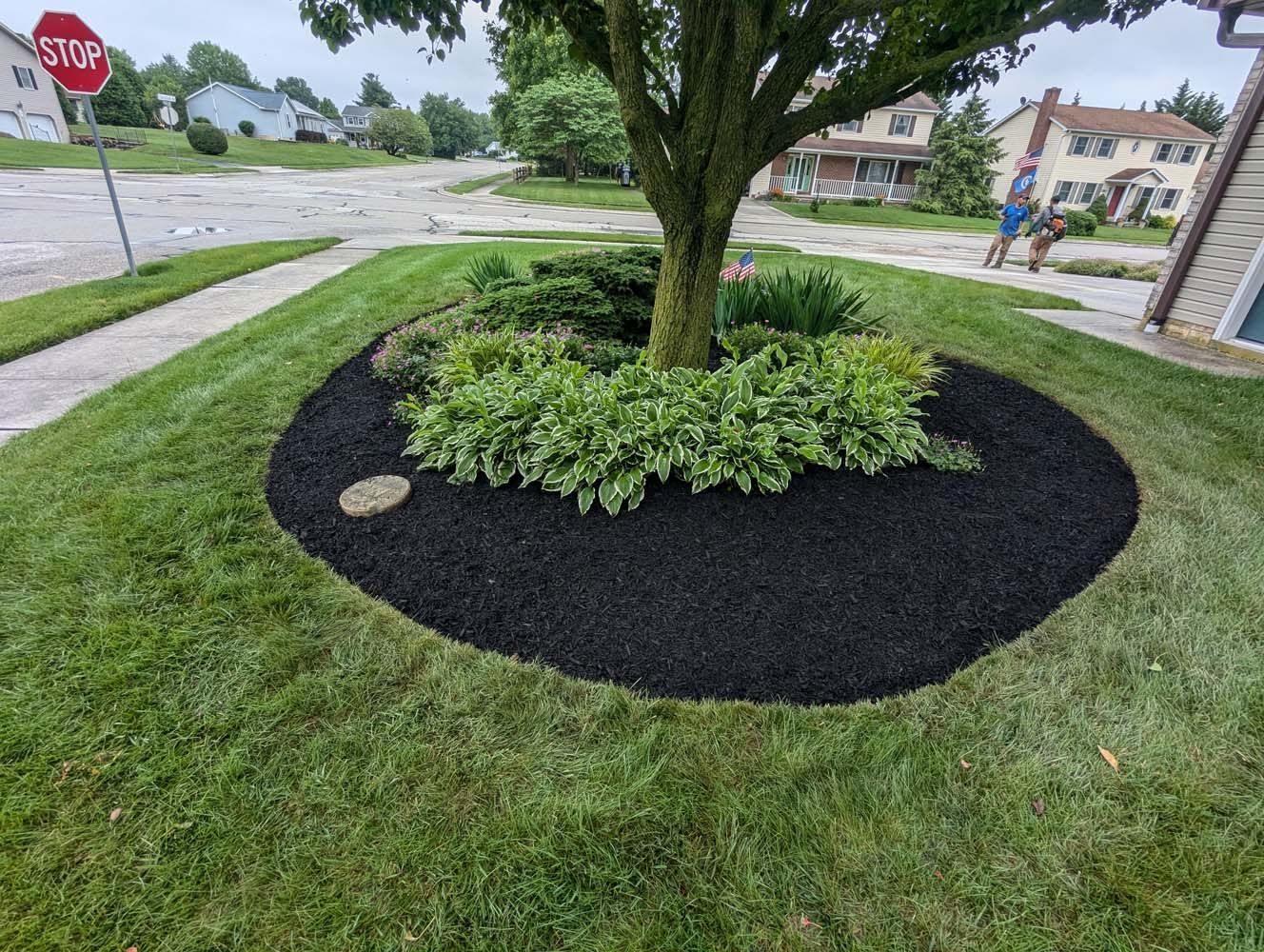 Tree with dark mulch bed surrounded by green grass, with nearby houses and road.