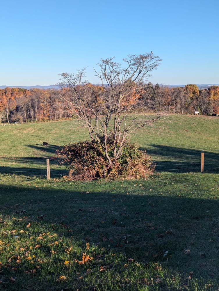Field with a tree in the center, surrounded by fallen leaves, a backdrop of colorful autumn trees, and a clear blue sky.