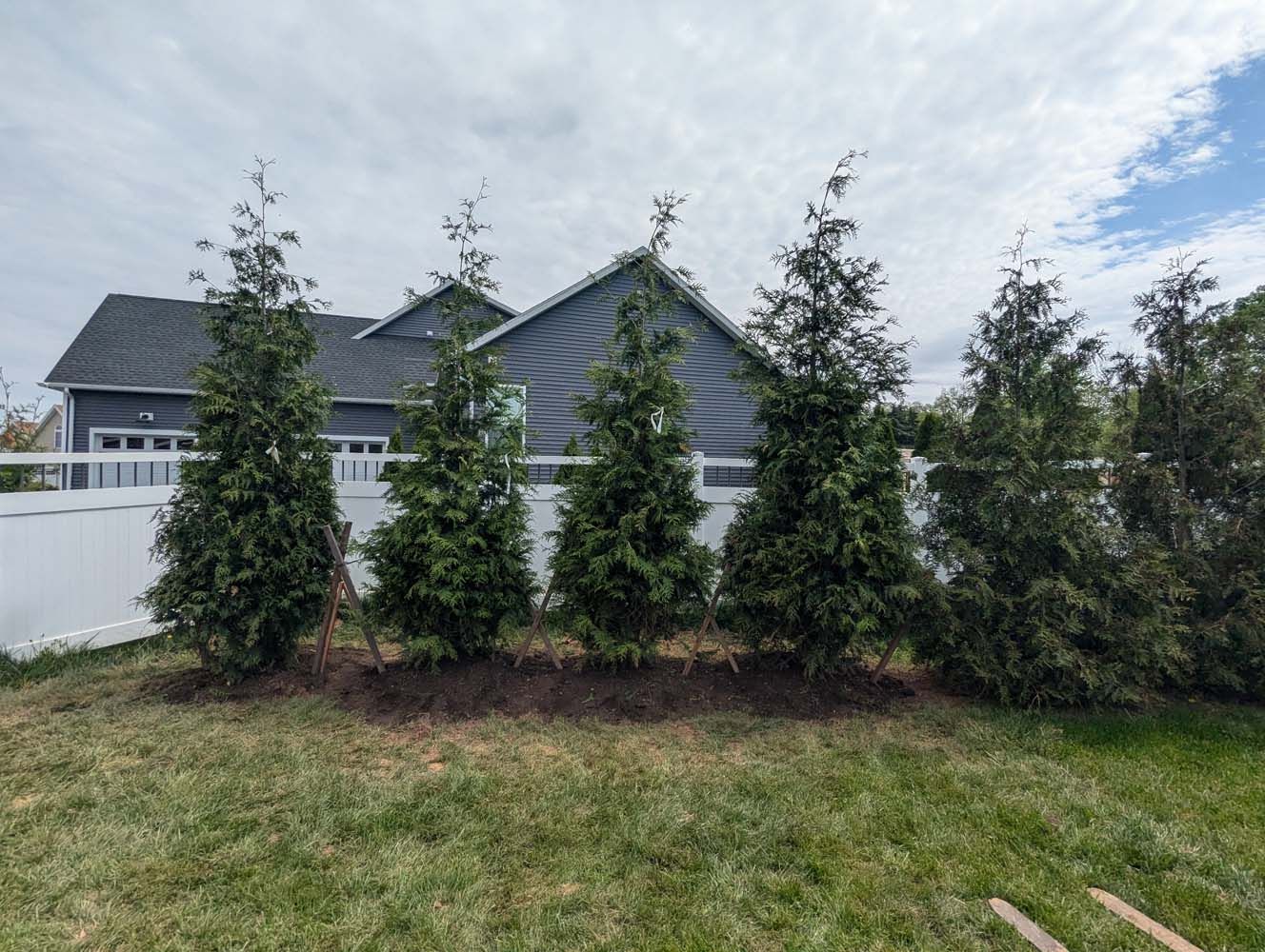 Row of green evergreen trees planted along a white fence, grass in the foreground, house in the background.