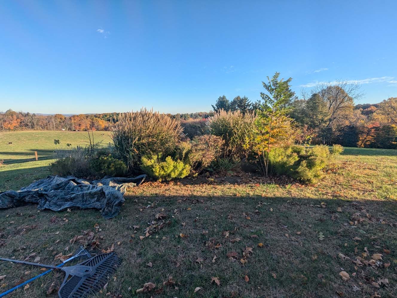 Grassy field with shrubs and trees under a clear blue sky; fall foliage visible in the background.