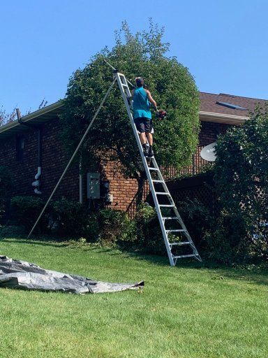 Person trimming tree branches from a ladder near a brick house on a sunny day.
