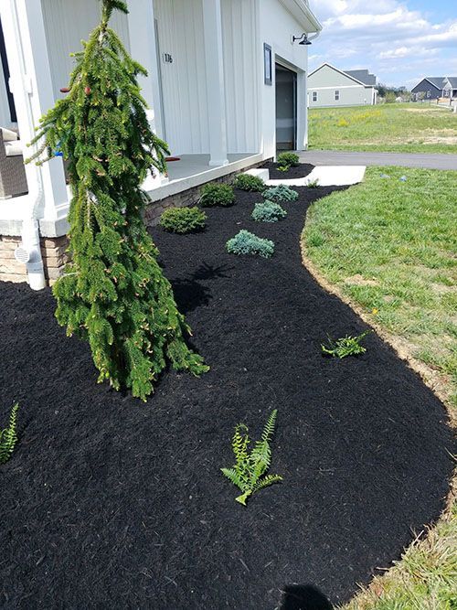 A front yard with a well-mulched garden bed features small green shrubs and a tall, weeping evergreen against a white house.