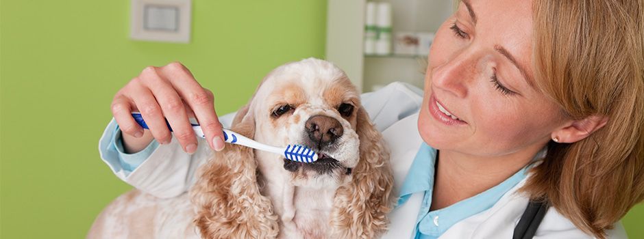 groomer brushing dog's teeth
