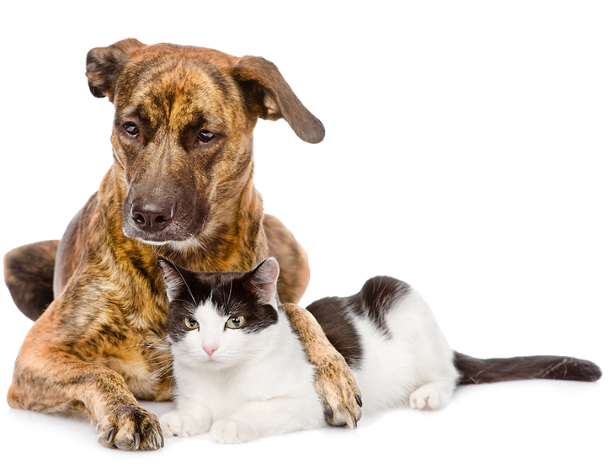 Cute-dog-and-cat