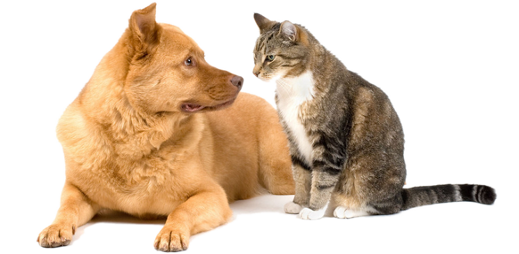 Cute-dog-and-cat
