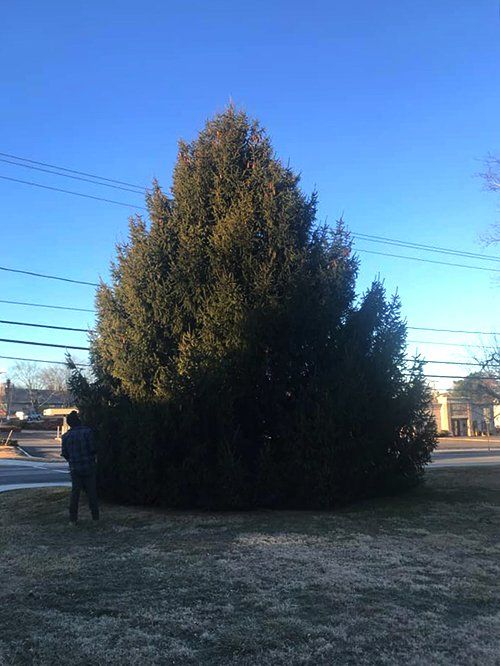 Tree service