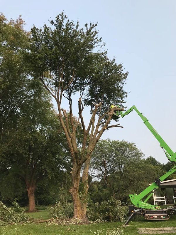 Tree service
