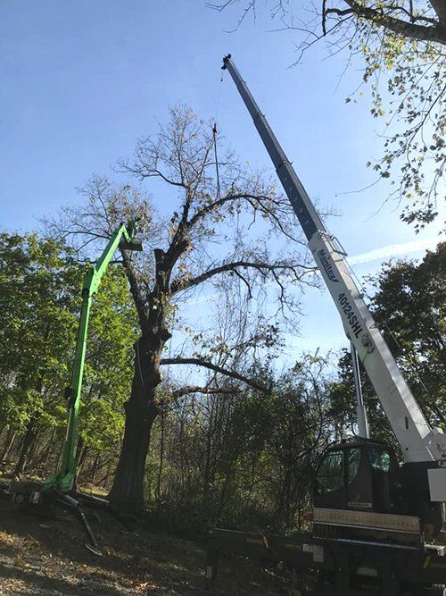 Tree service
