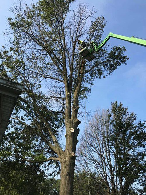 Tree service