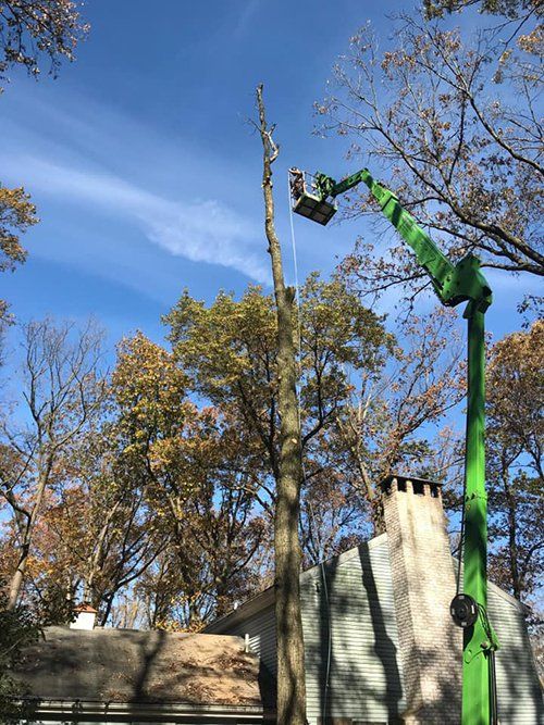 Tree service