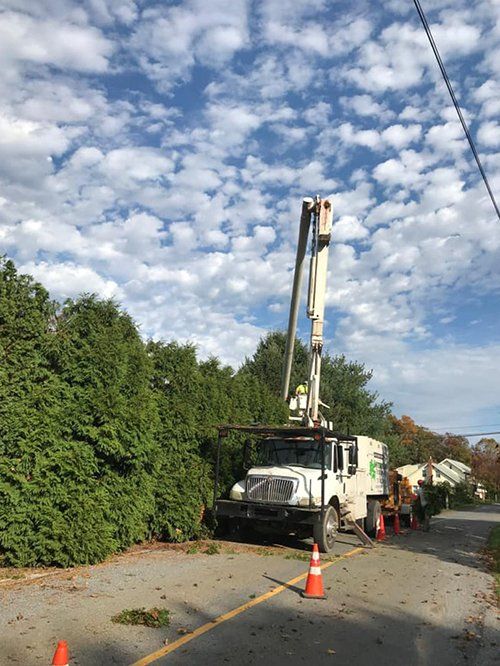 Tree service