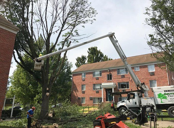 Tree service