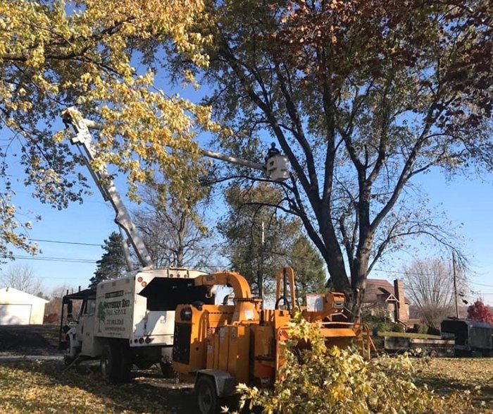 Tree service