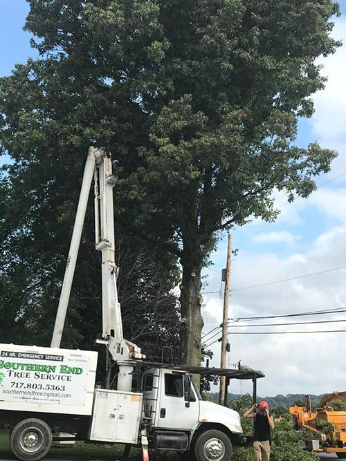 Tree service