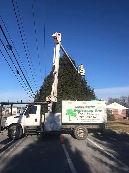 Tree service