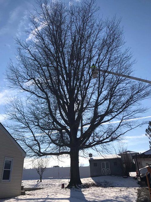 Tree service