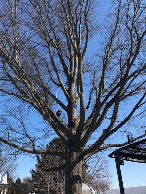 Tree service
