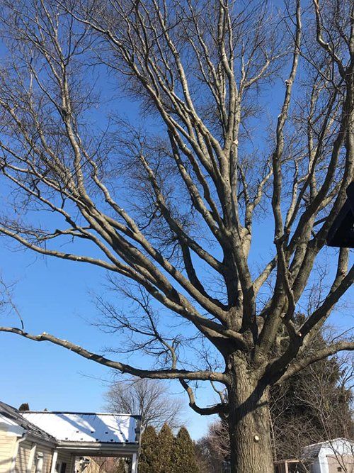 Tree service