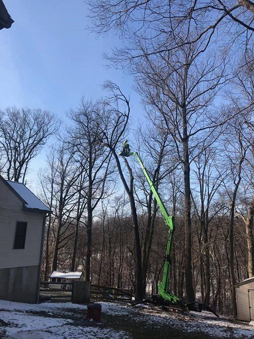Tree service