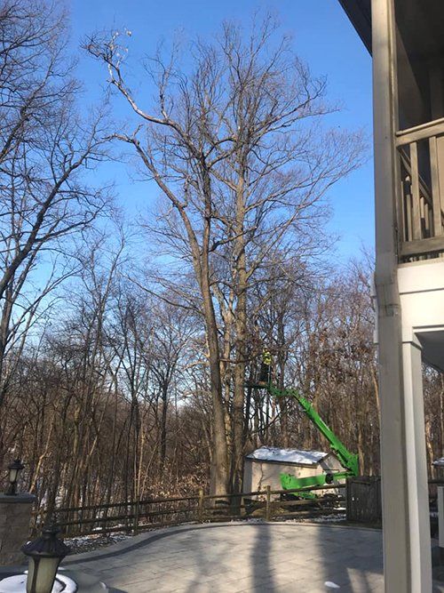 Tree service