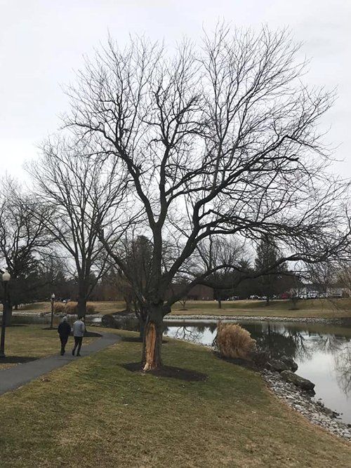 Tree service