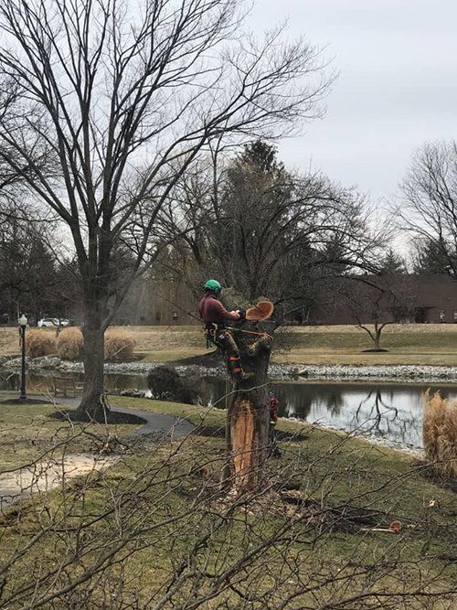 Tree service