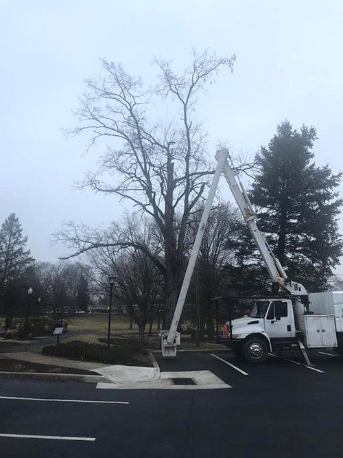Tree service
