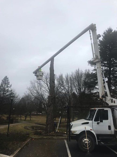 Tree service