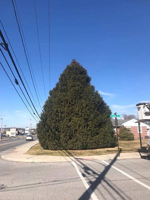 Tree service