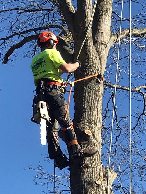 Tree service