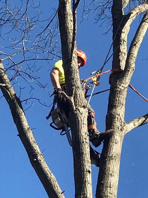 Tree service