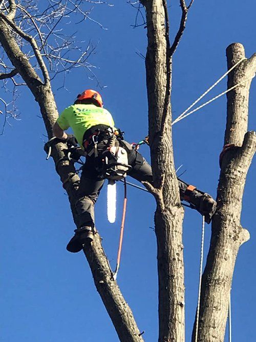Tree service