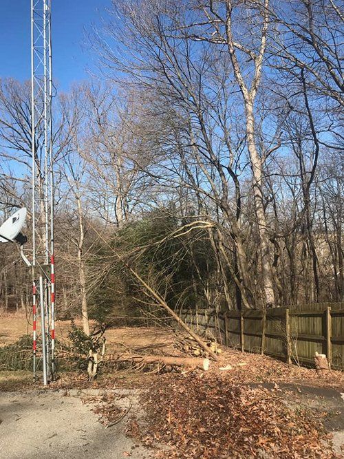 Tree service