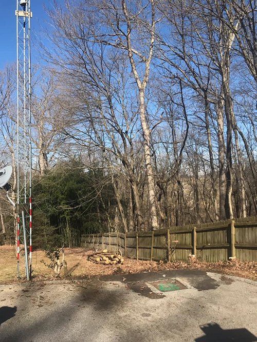 Tree service