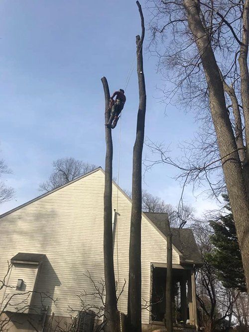 Tree service