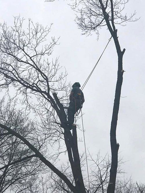 Tree service