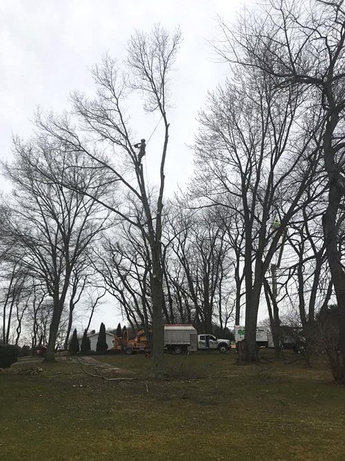 Tree service