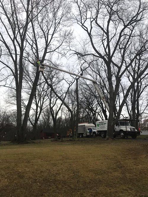 Tree service