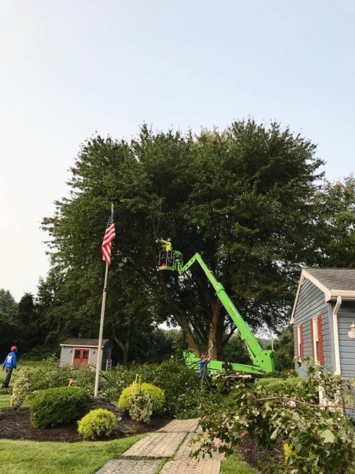 Tree service