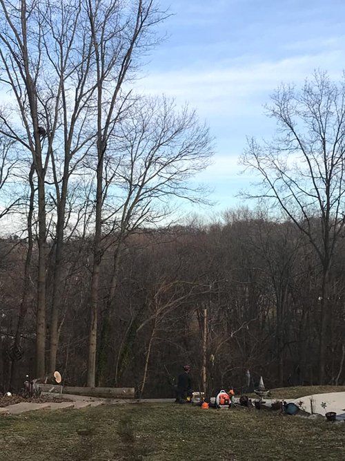 Tree service