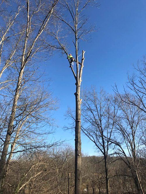 Tree service
