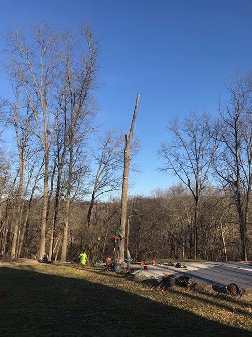 Tree service