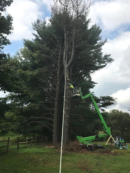 Tree service