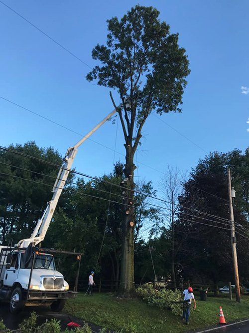 Tree service