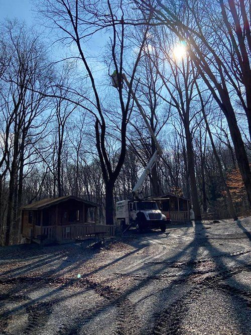 Tree service