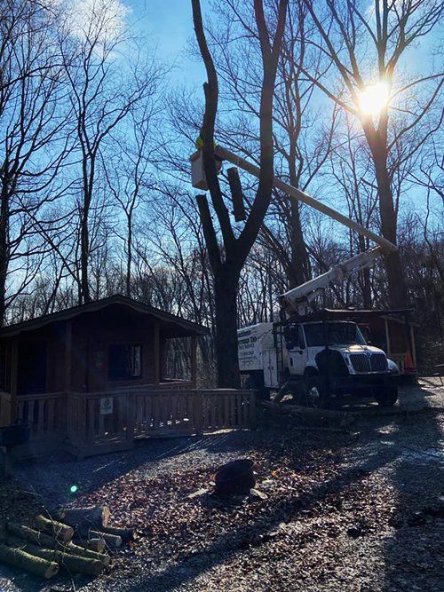 Tree service