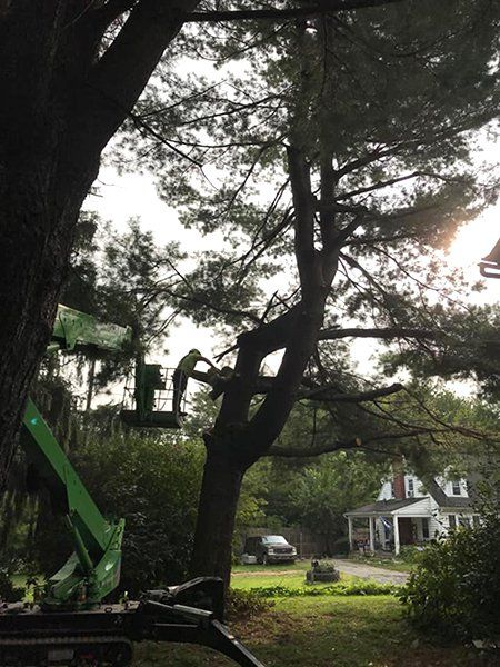 Tree service