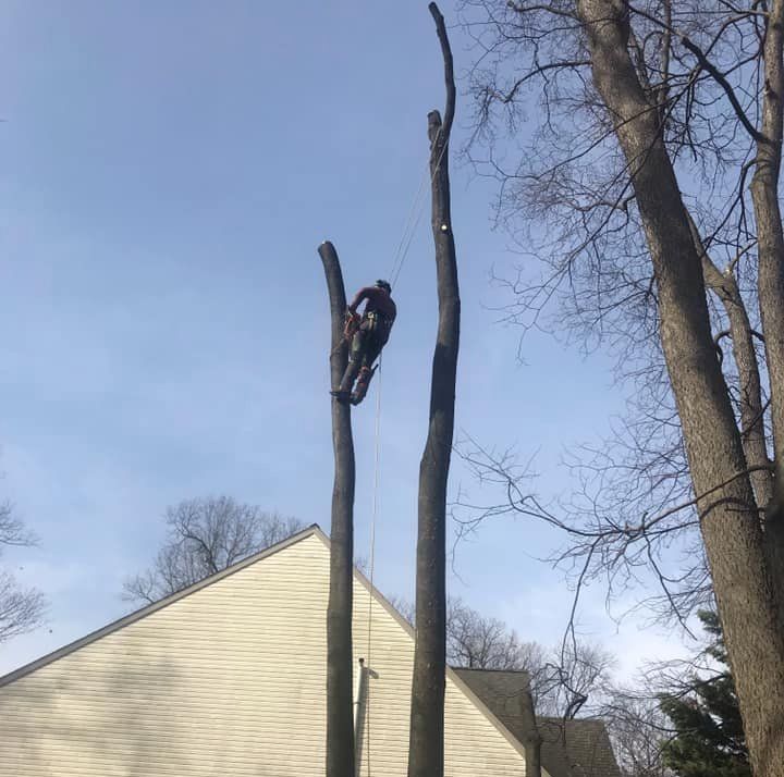 Tree removal