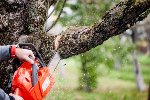 Person using an orange chainsaw to cut a tree branch outdoors