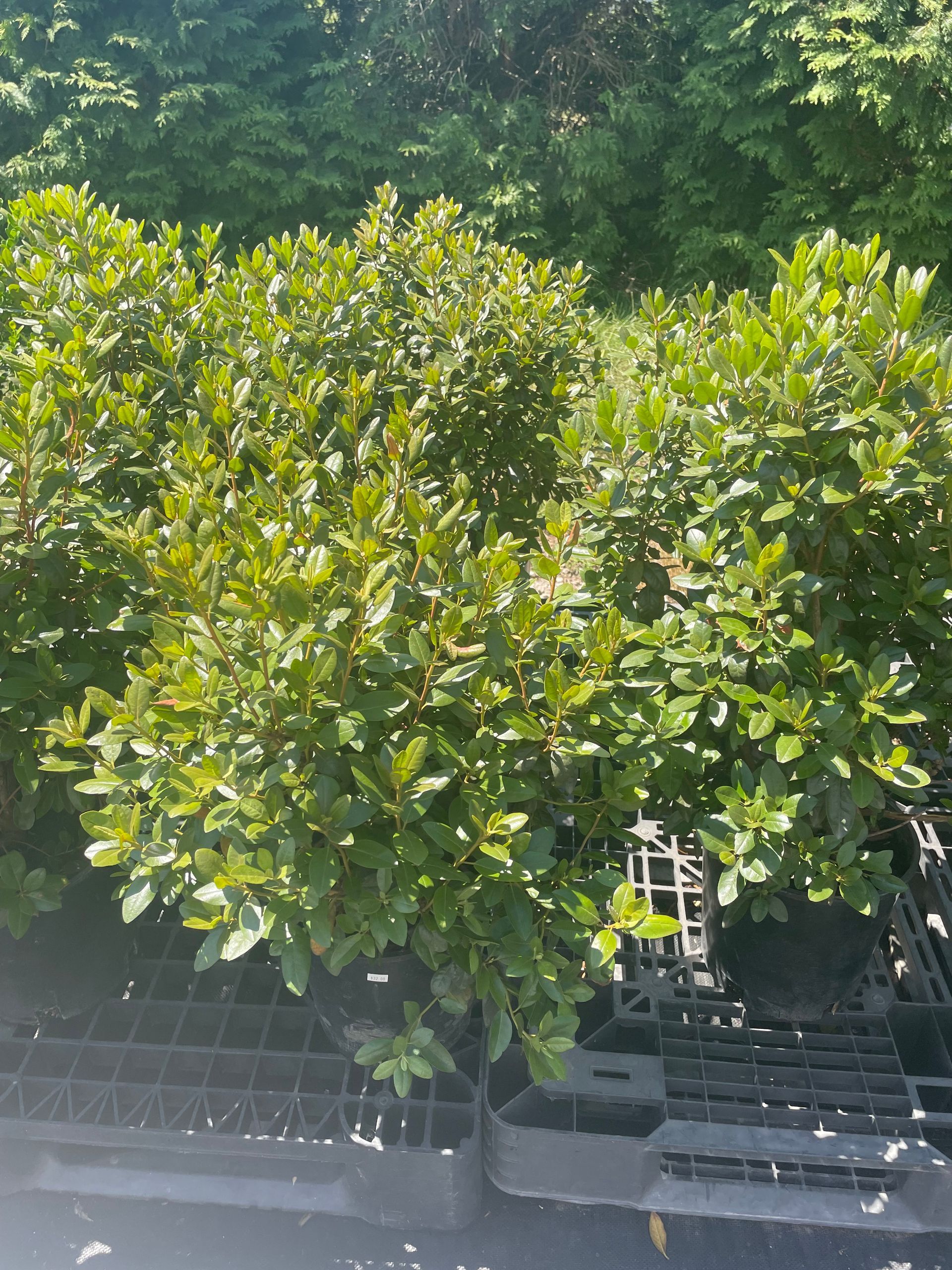 A tree with lots of green leaves is surrounded by other trees